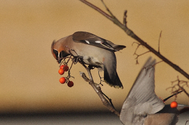 waxwing, waxwings, birds-09.jpg - WAXWINGS - HAMPSHIRE